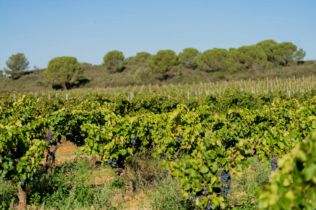 DE LA TERRE AU COSMOS : L'impact de la Biodynamie sur l'agriculture et la viticulture