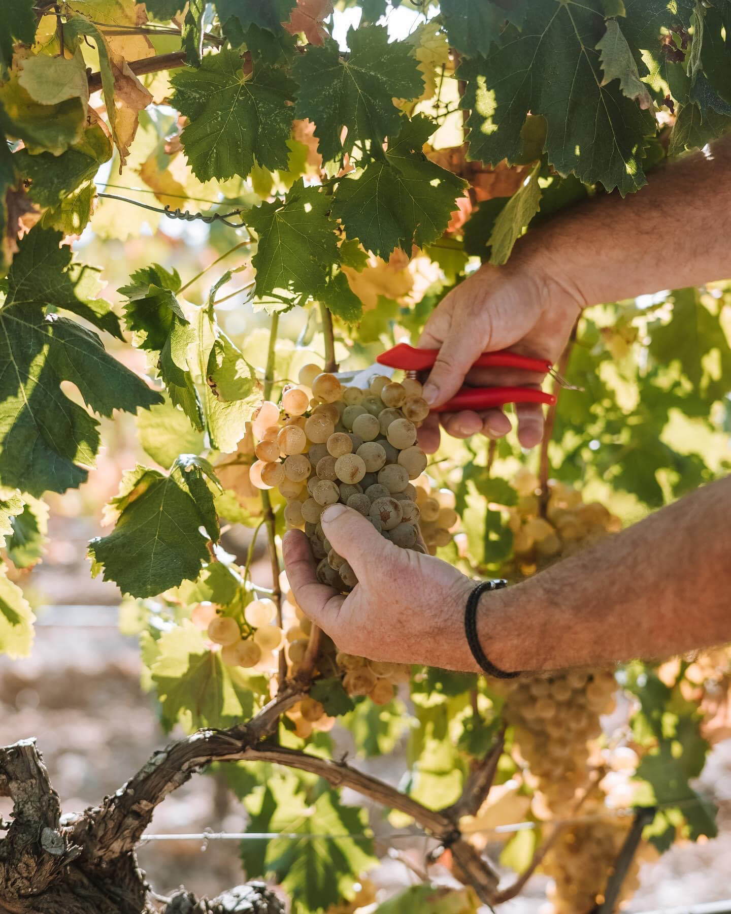 Le vin blanc et ses secrets