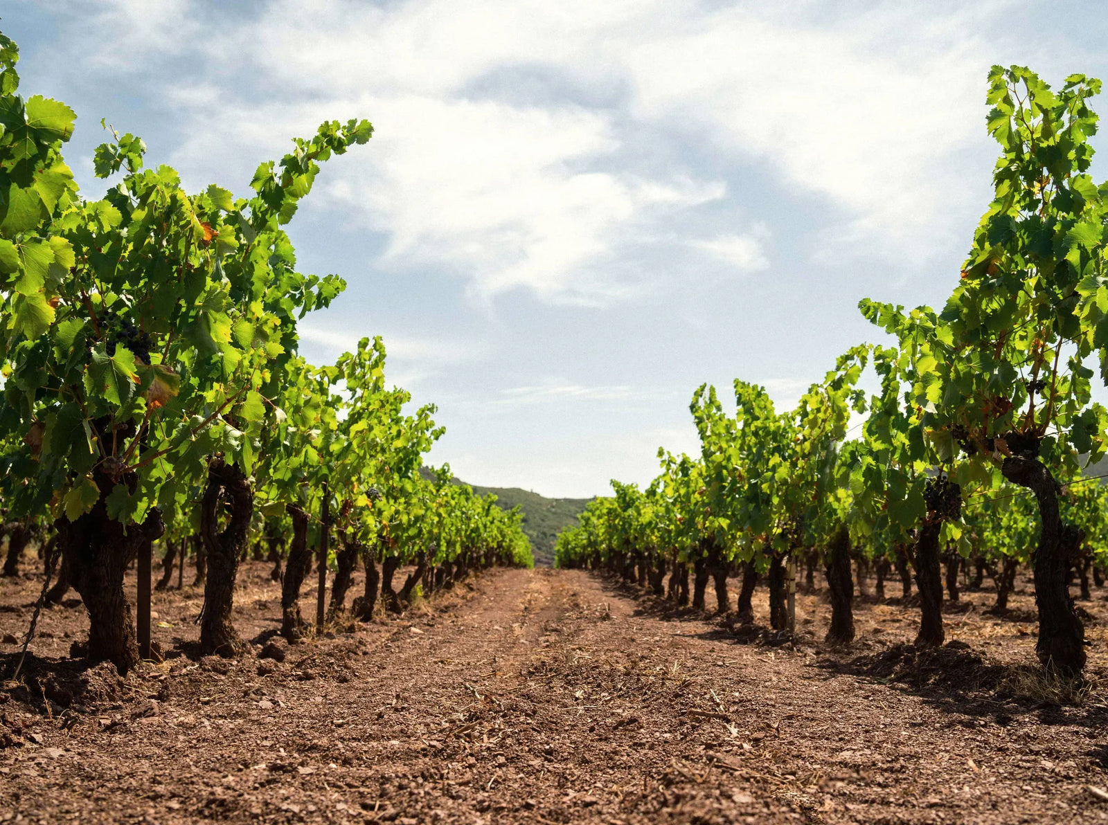 Vin blanc biologique