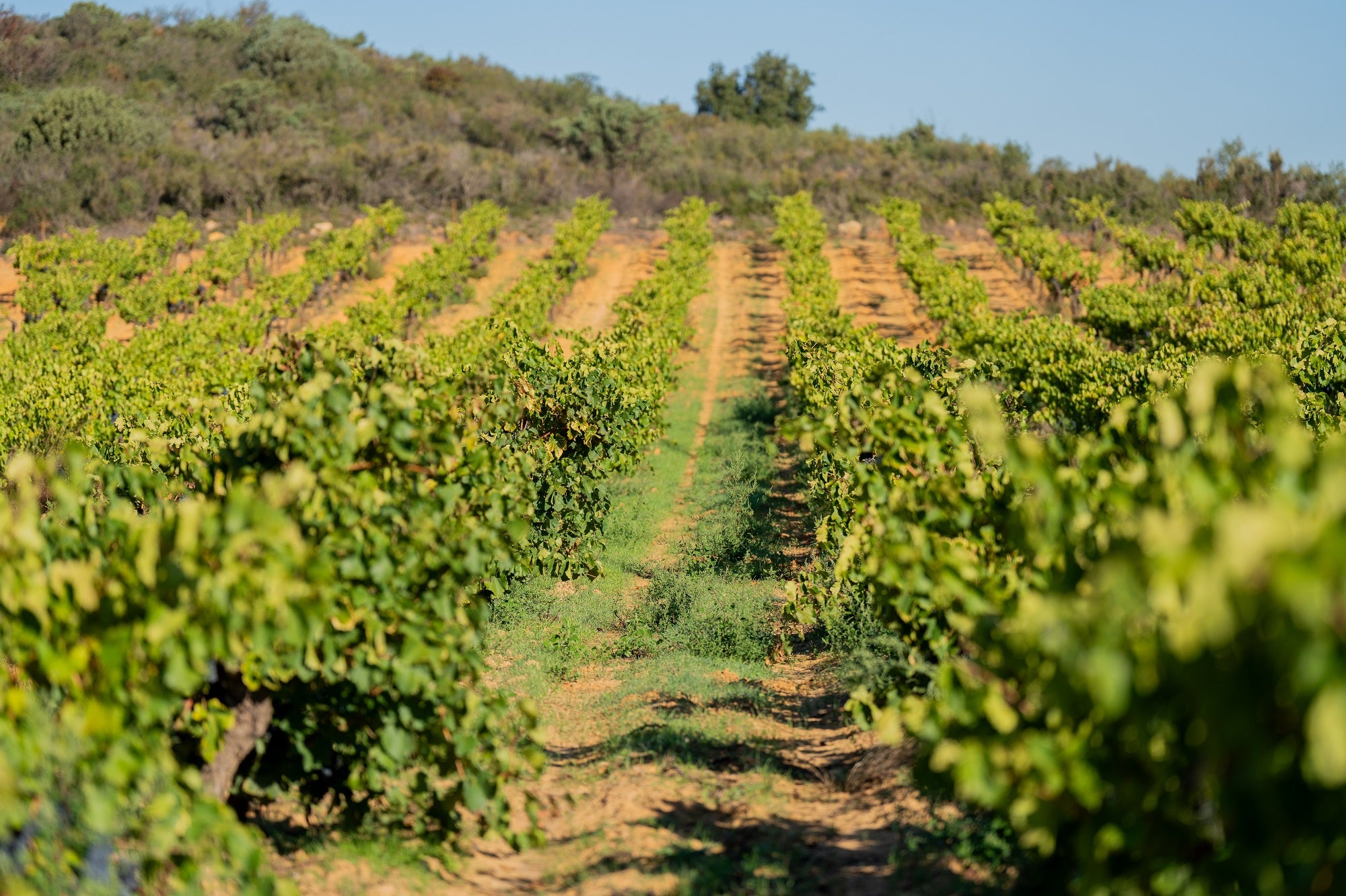 vin blanc du Languedoc : À la découverte du vin de la région 